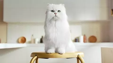 Gourmet-cat-480