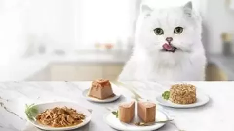 Gourmet-cat-480