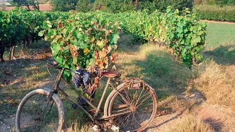Organic winyard